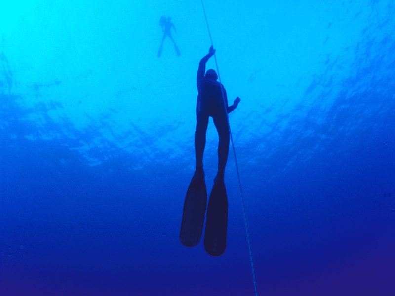 roatan freediving