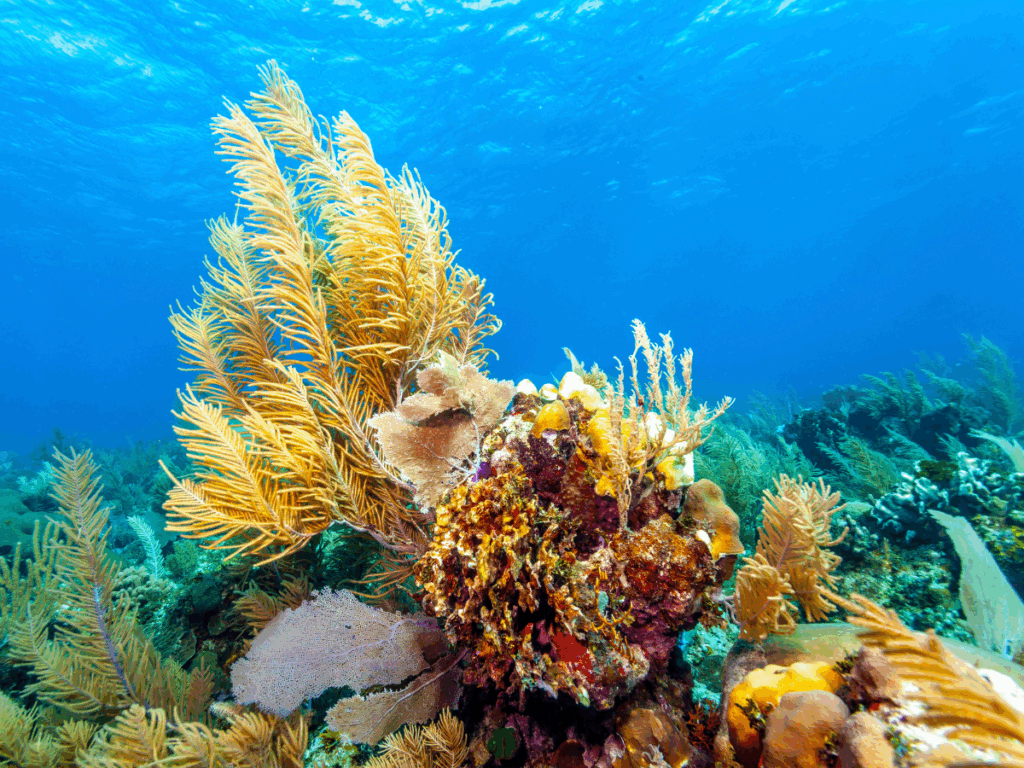 best roatan dive resort
