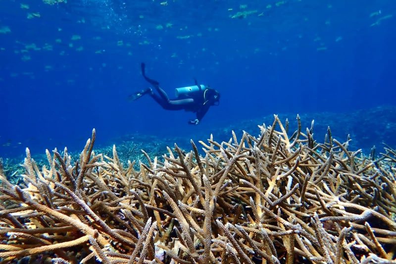 Scuba diving coral