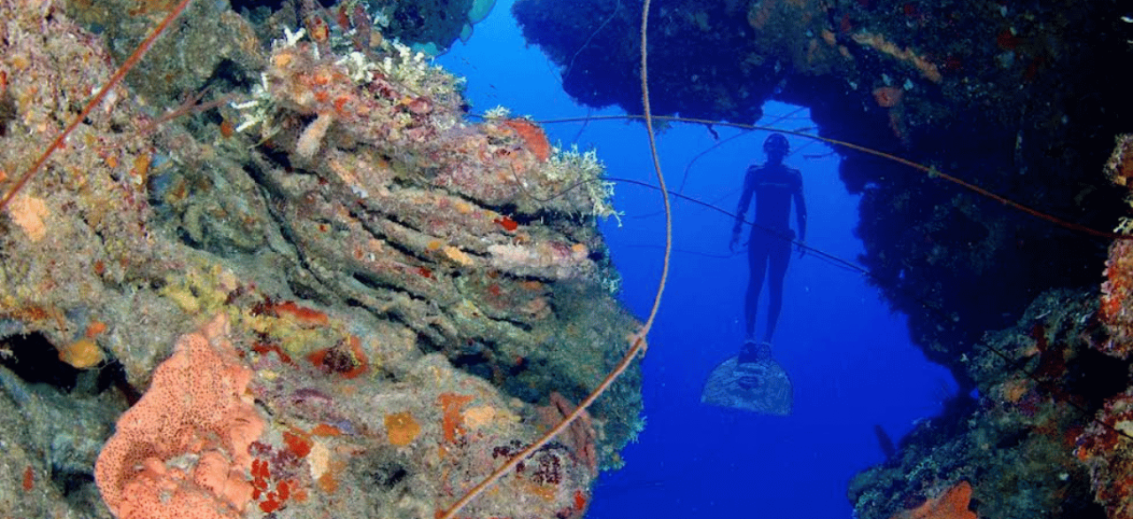 freediving roatan (2)