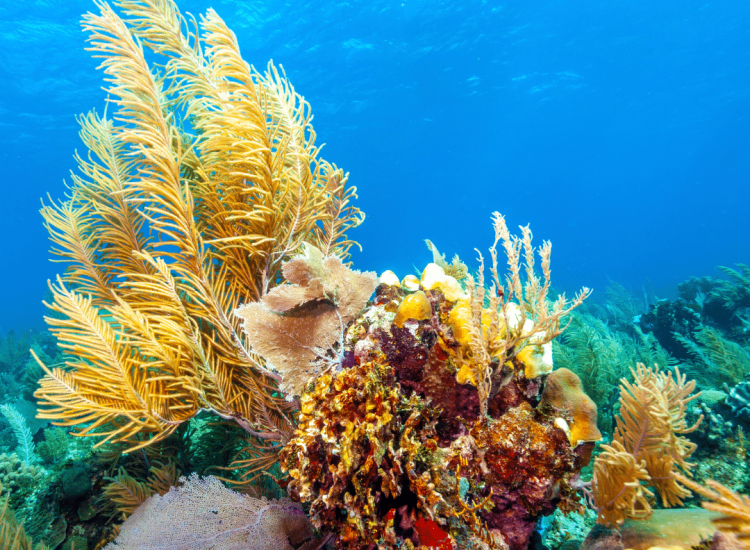 luxury dive resort roatan